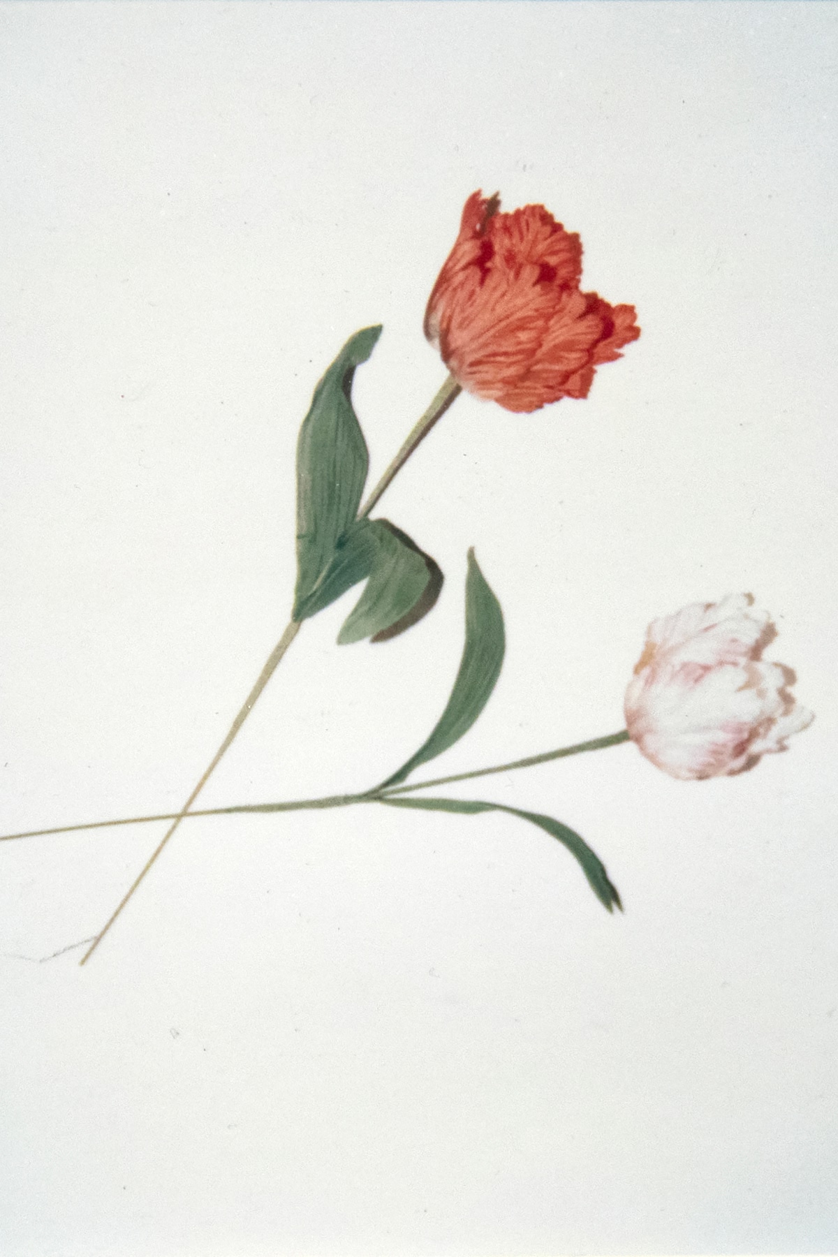 Func Image : Andy Warhol