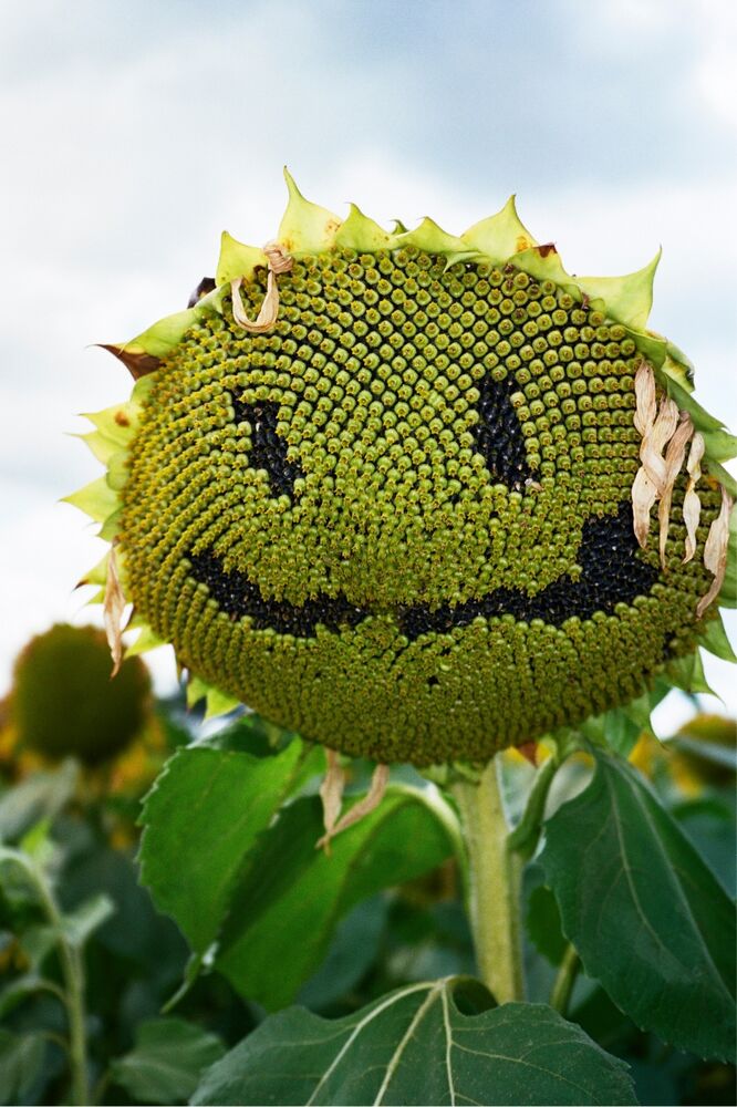 SL Editions > Fanzine > Jonathan LLense > Slider Soft > Visual 23 > image