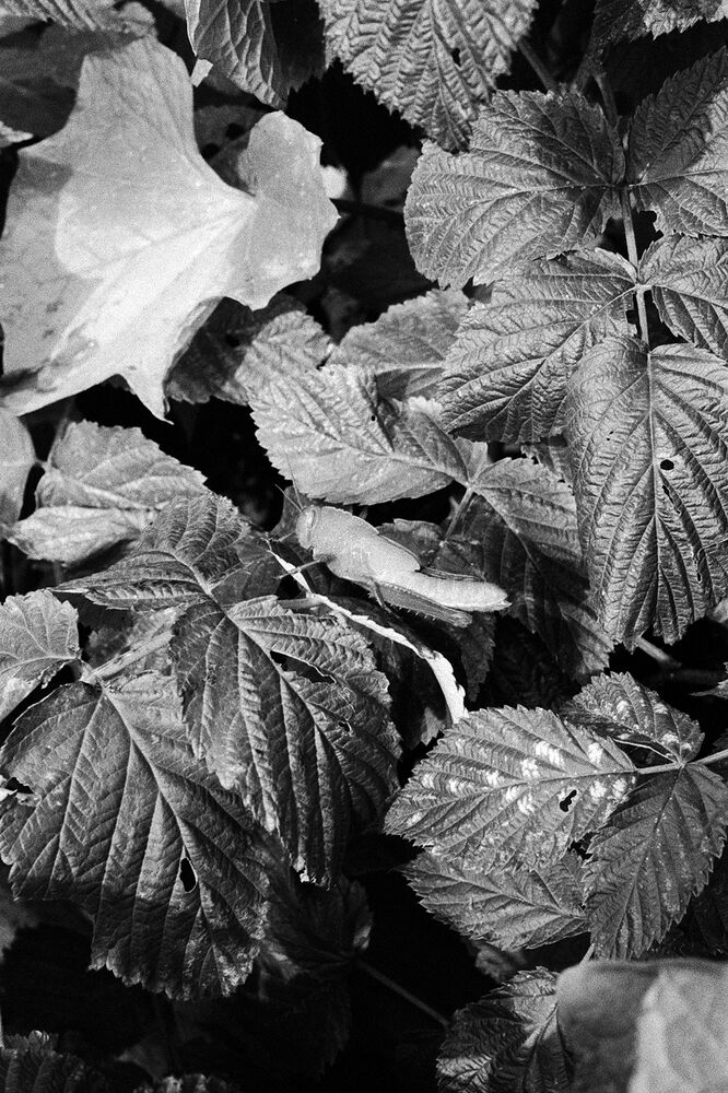 SL Editions > Fanzine > D. M. Terblanche > Slider > Visual 22 > image