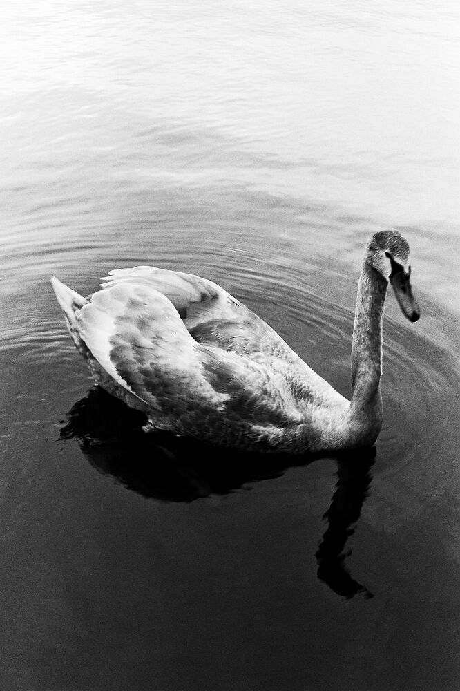 SL Editions > Fanzine > D. M. Terblanche > Slider > Visual 24 > image