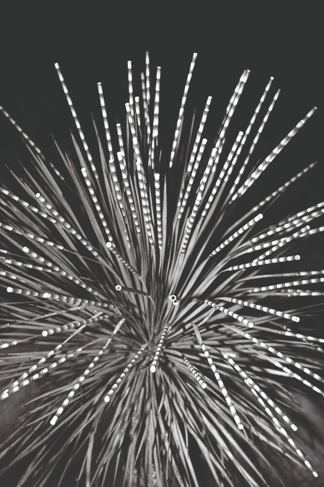 SL Editions > Fanzine > Jonathan LLense > Slider > Visual 13 > image