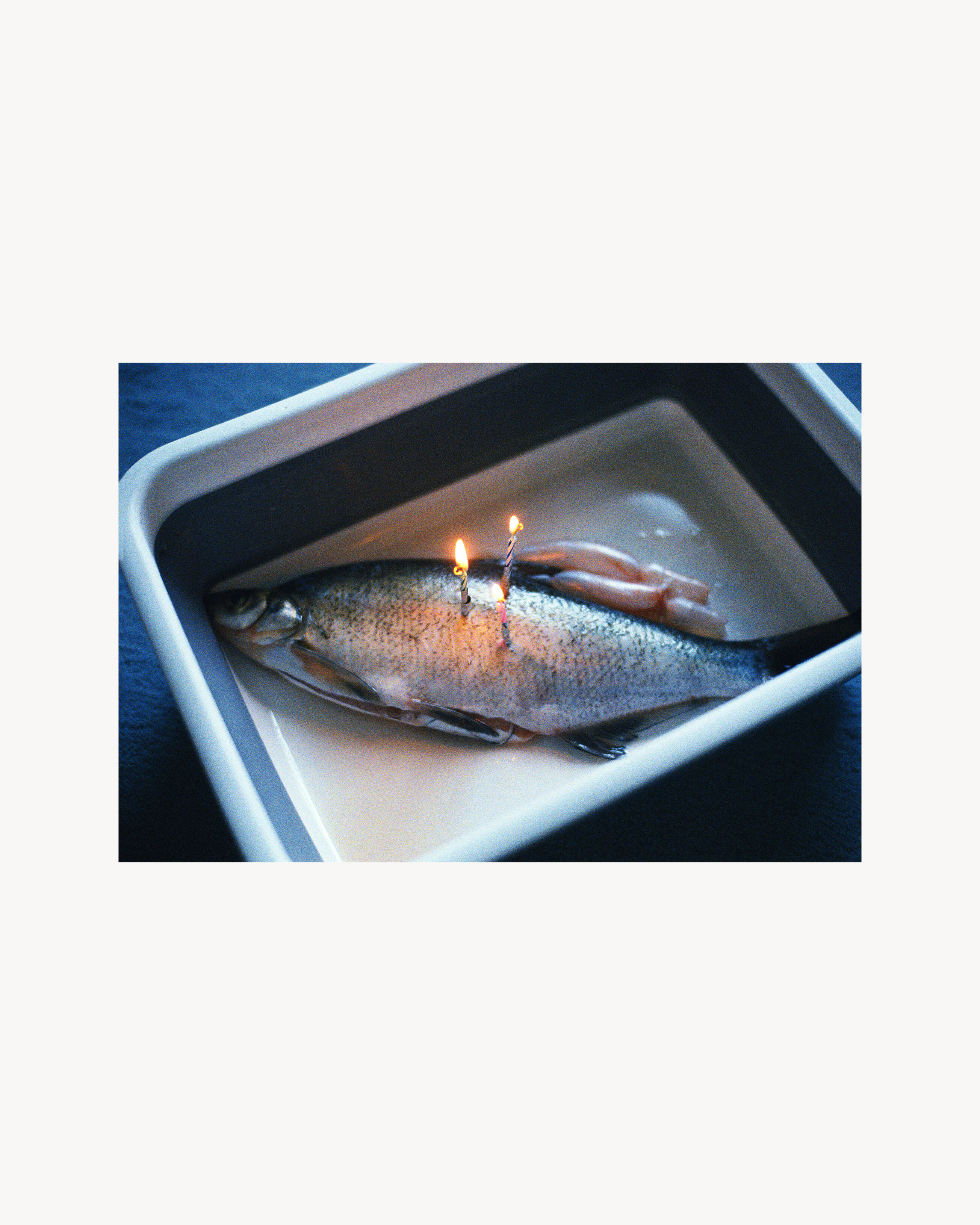 A Fish Wish