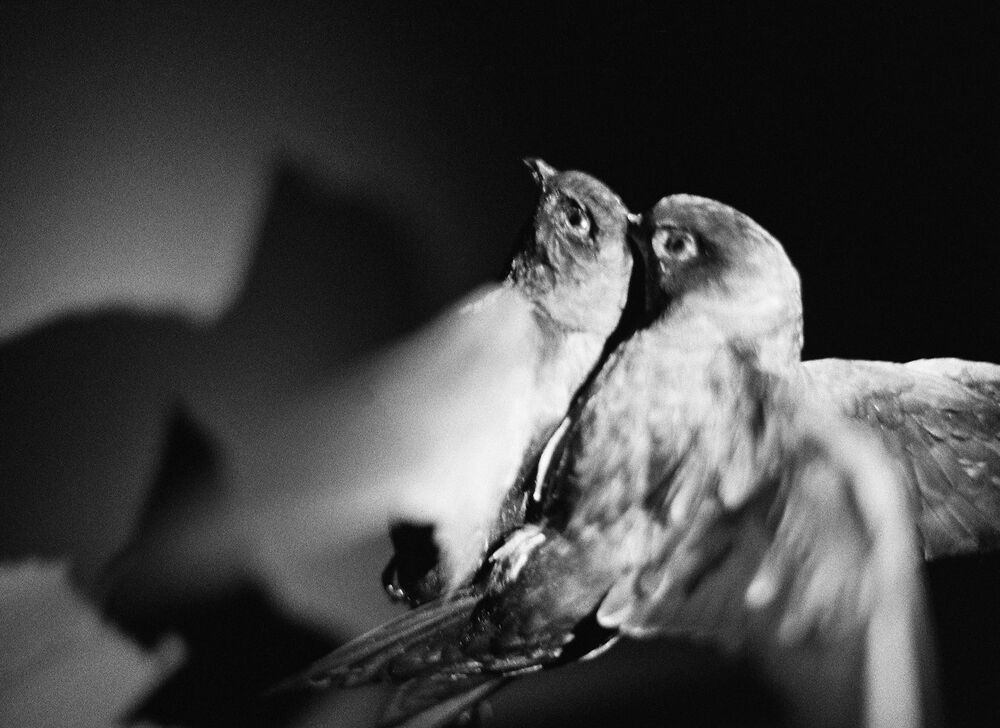 SL Editions > Fanzine > D. M. Terblanche > Slider > Visual 18 > image